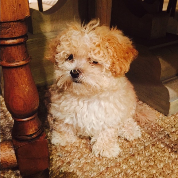 Meet your Posher, Abraham - Picture 1 of 1